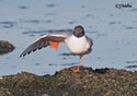 Larus Philadelphia